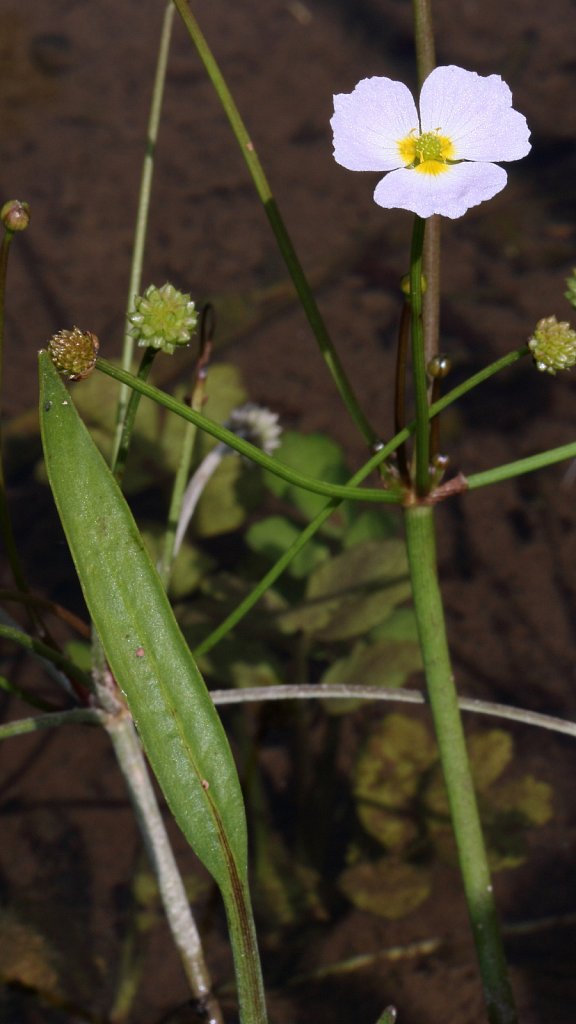 Baldellia ranunculoides (Lesser Water-plantain)