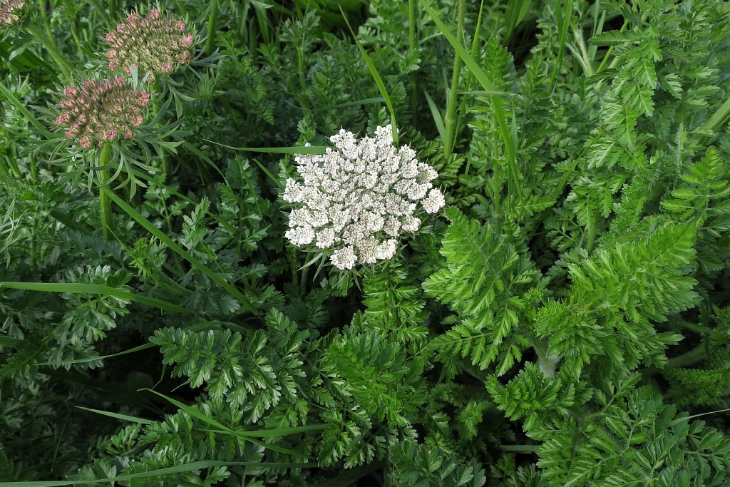 Daucus carota ssp. gummifer (Sea Carrot)