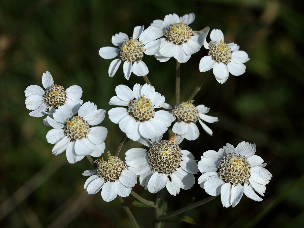 Achillea ptarmica (Sneezewort)