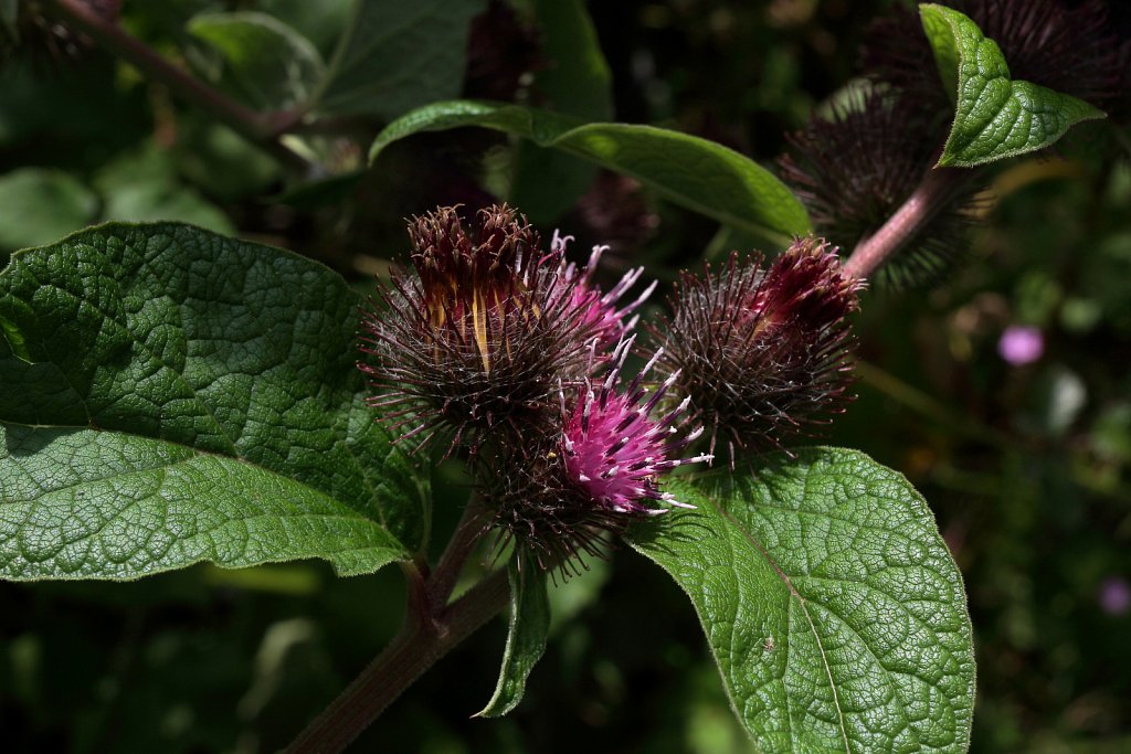 Arctium minus (Lesser Burdock)