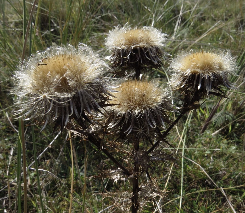 Carlina vulgaris (Carline Thistle)