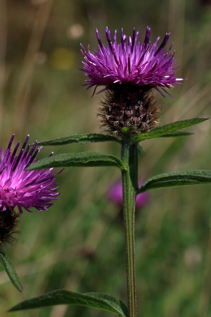 Centaurea nigra (Common Knapweed)