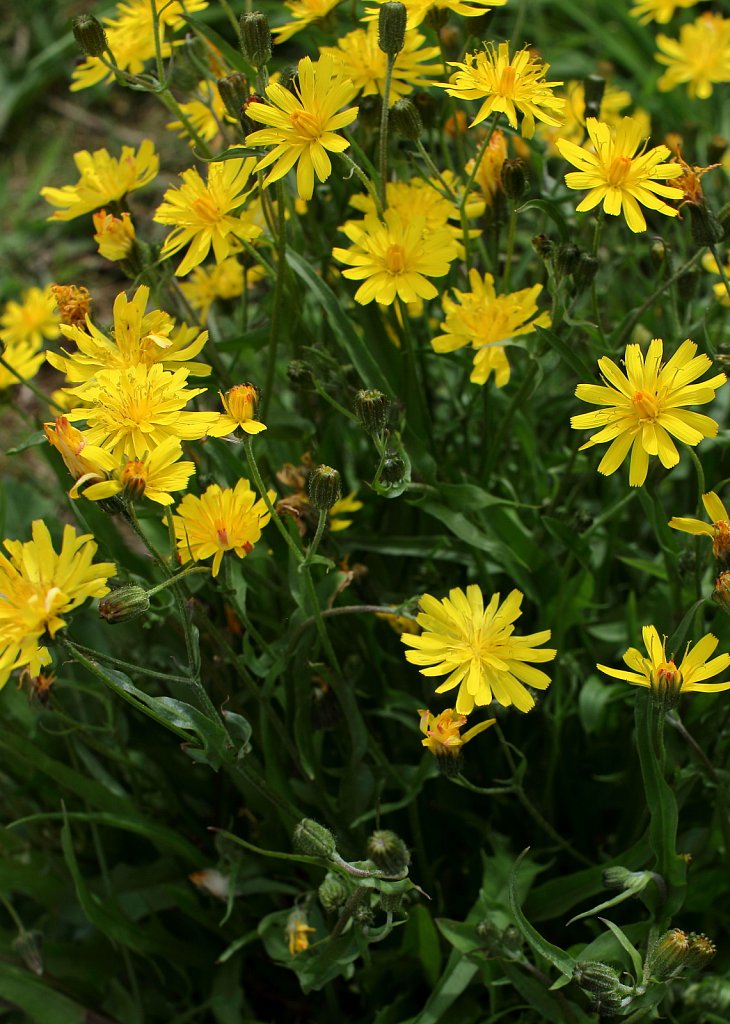 Crepis cappilaris (Smooth Hawk's-beard)