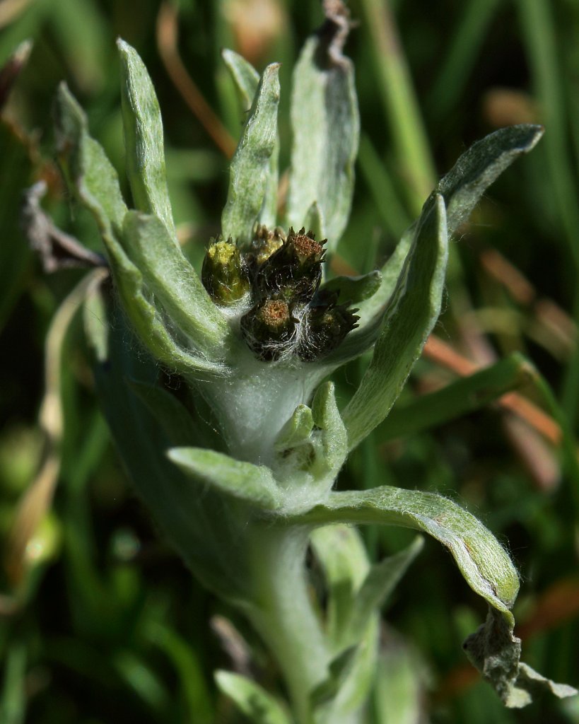 Gnaphalium uliginosum (Marsh Cudweed)