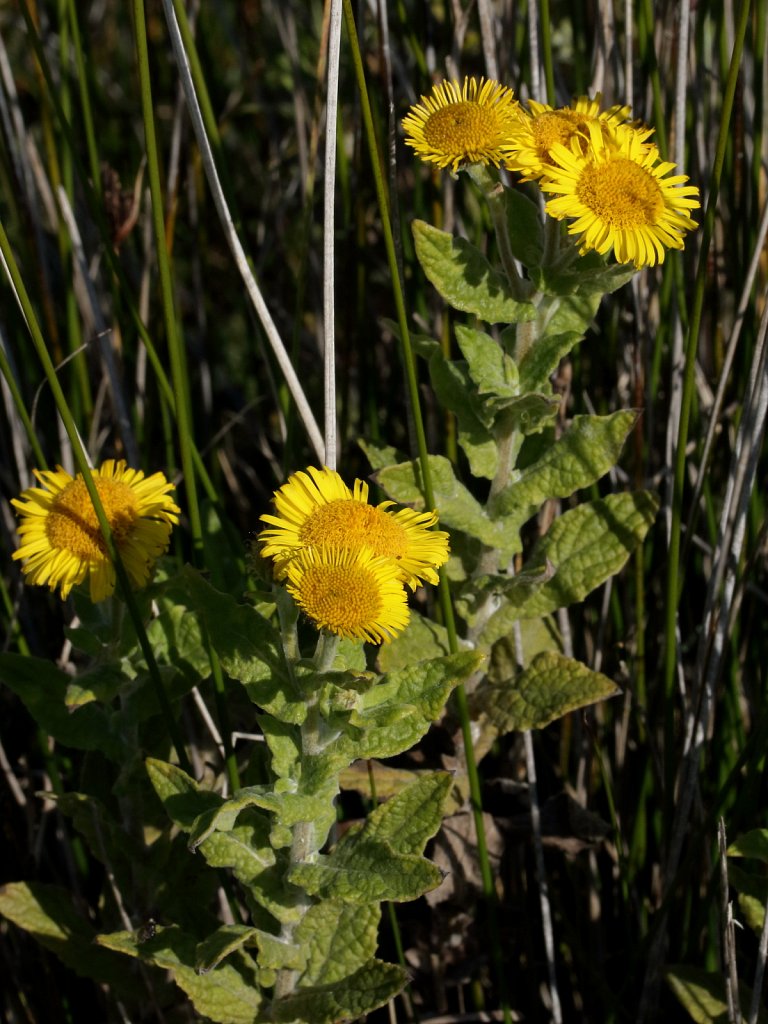 Pulicaria dysenterica (Common Fleabane)