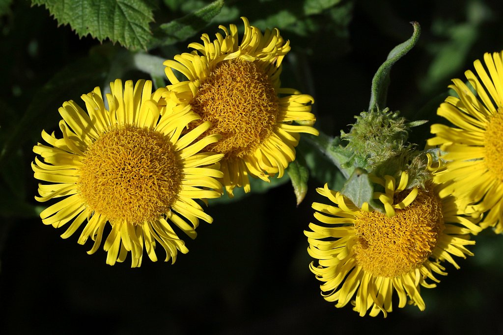 Pulicaria dysenterica (Common Fleabane)