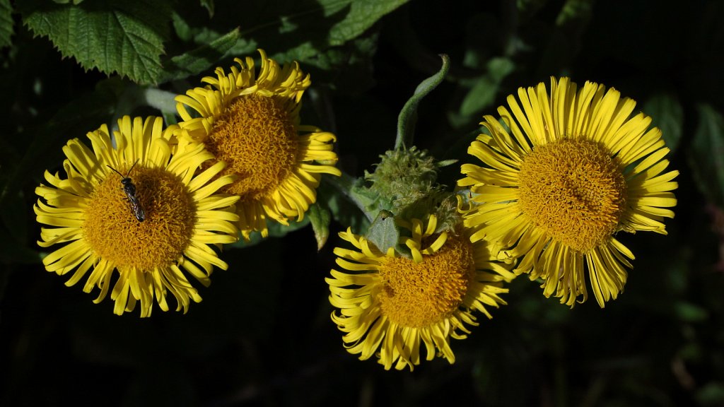 Pulicaria dysenterica (Common Fleabane)