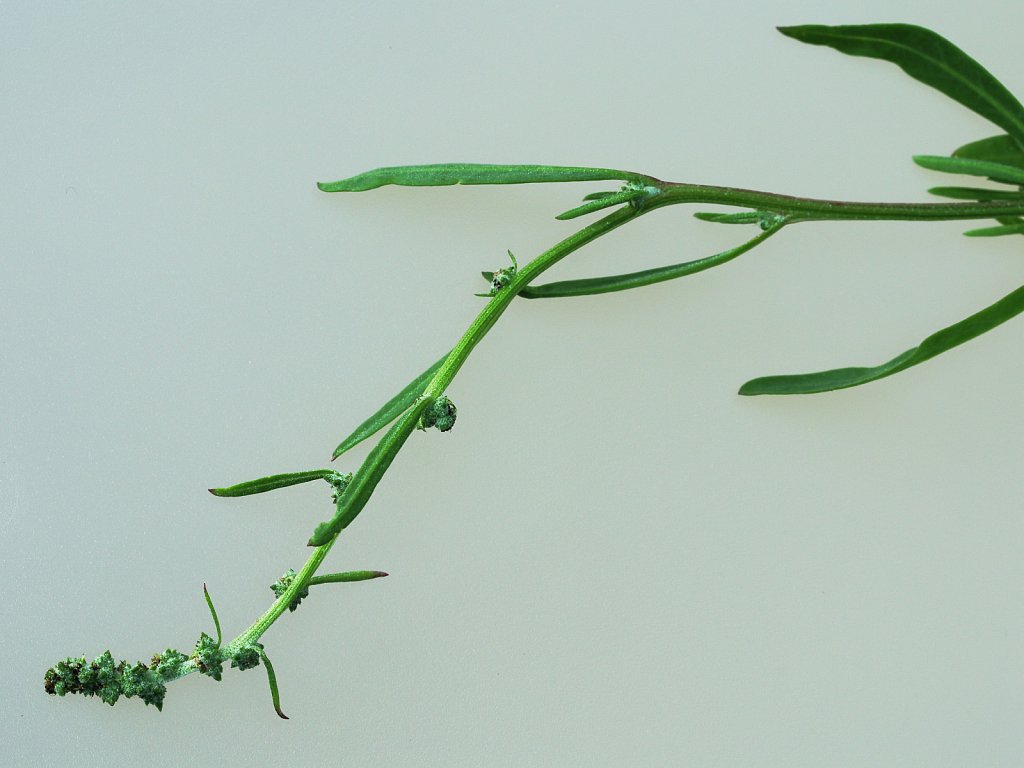 Atriplex littoralis (Grass-leaved Orache)