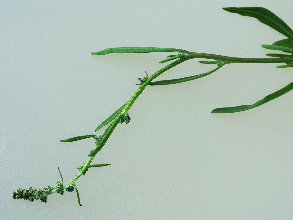 Amaranthaceae (Goosefoots)