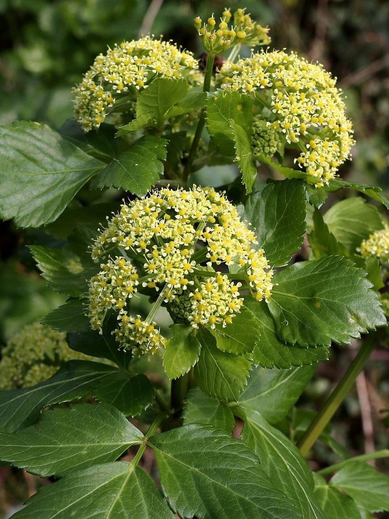 Smyrnium olusatrum (Alexanders)