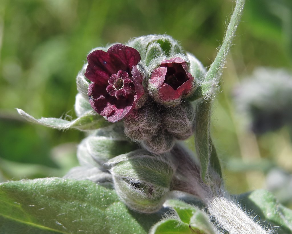 Cynoglossum officinale (Hound's Tongue)