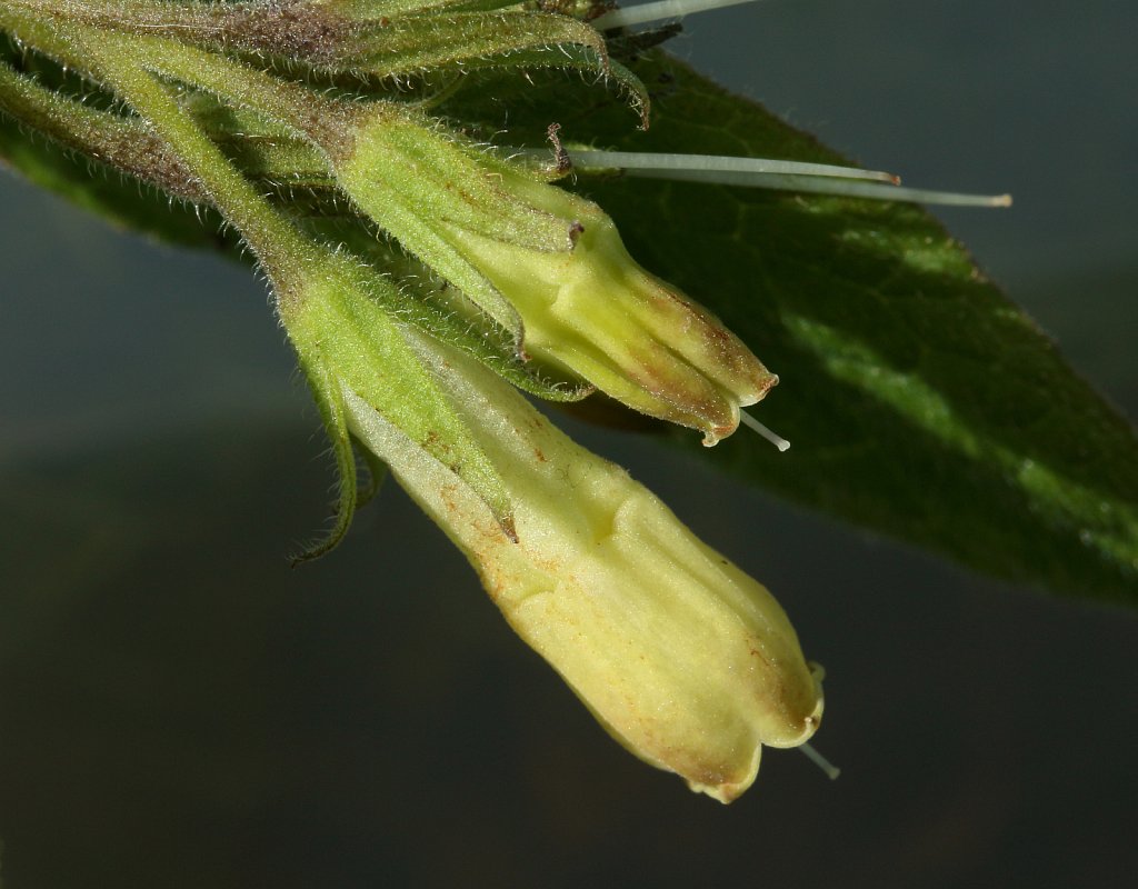 Symphytum tuberosum (Tuberous Comfrey)