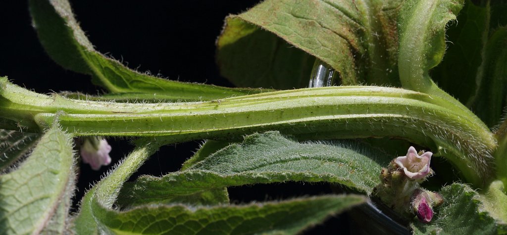 Boraginaceae (Borages)