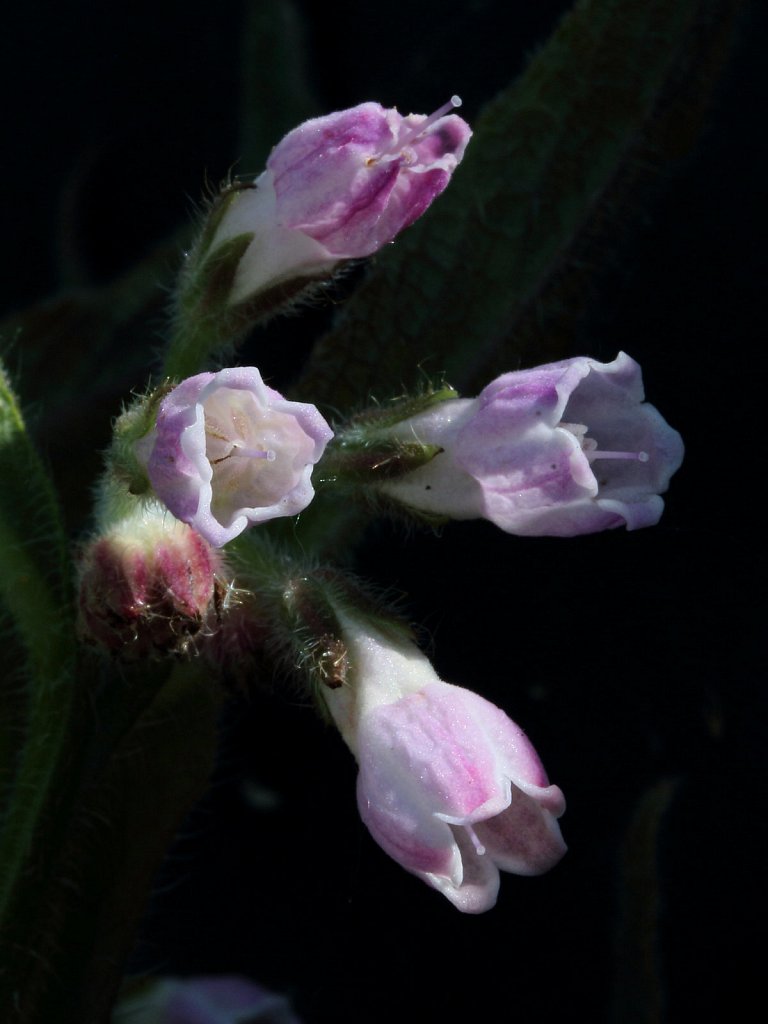 Symphytum officinale ssp. officinale (Common Comfrey)