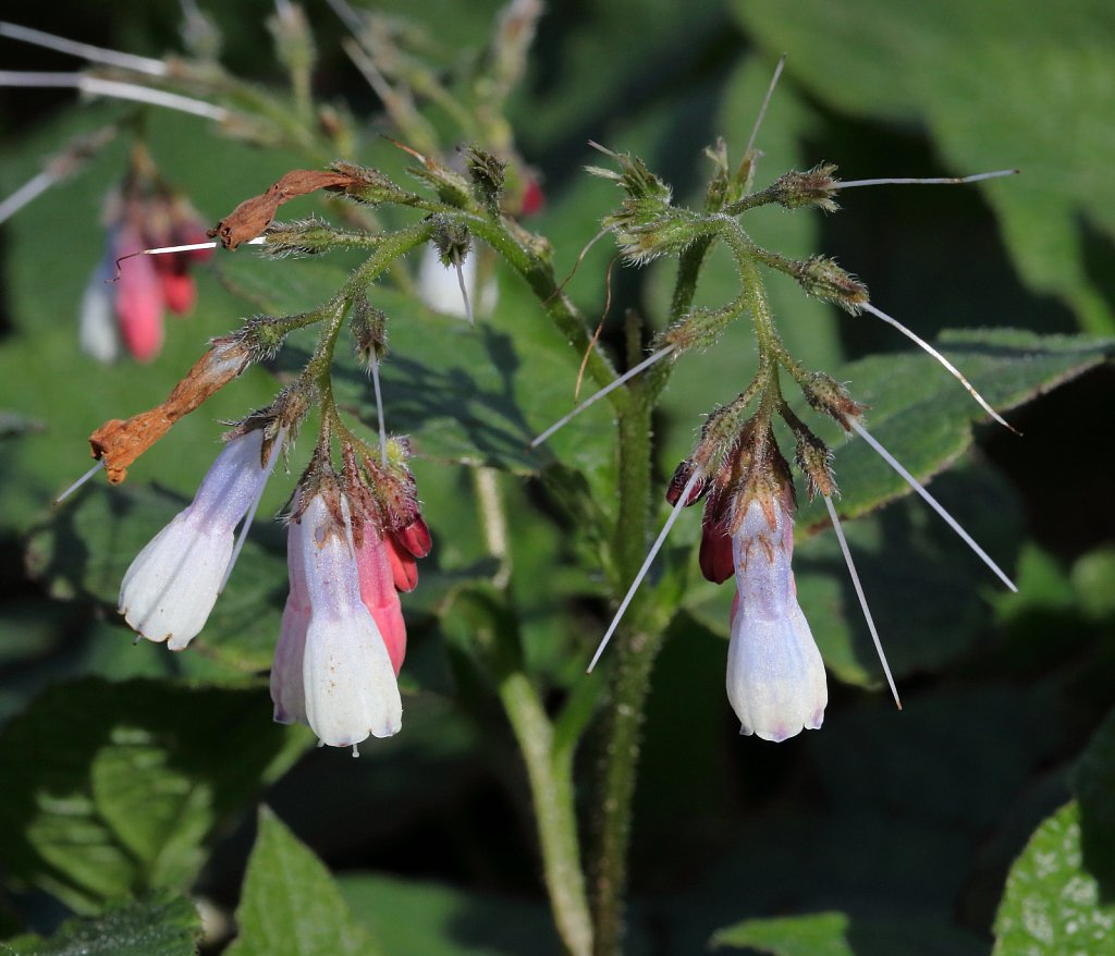 Symphytum grandiflorum (Creeping Comfrey)