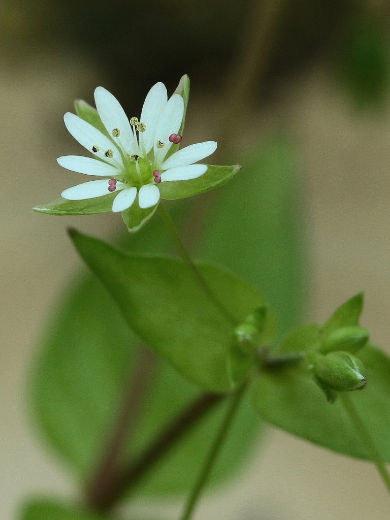 Stellaria neglecta (Greater Chickwed)