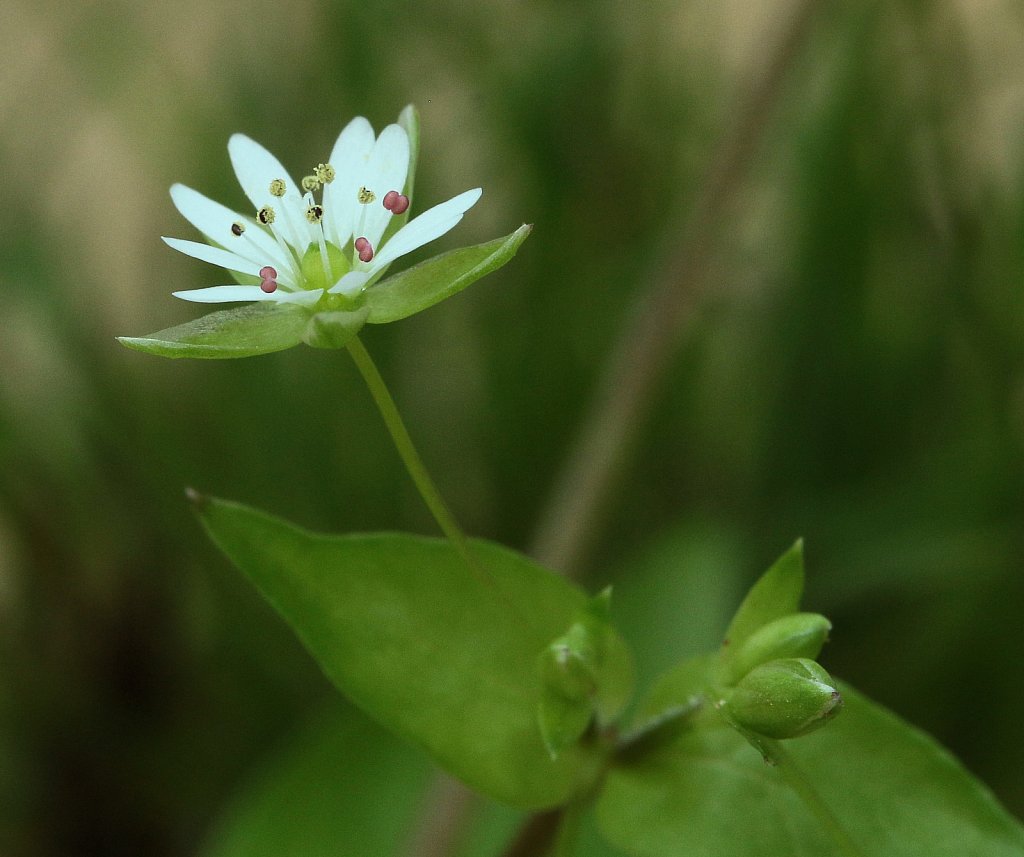 Stellaria neglecta (Greater Chickwed)