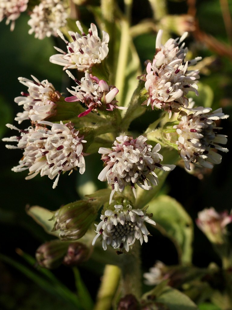 Petasites fragrans (Winter Heliotrope)