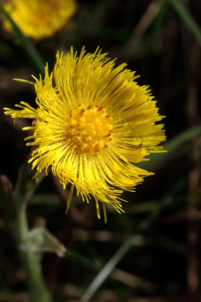 Tussilago farfara (Colt's-foot)