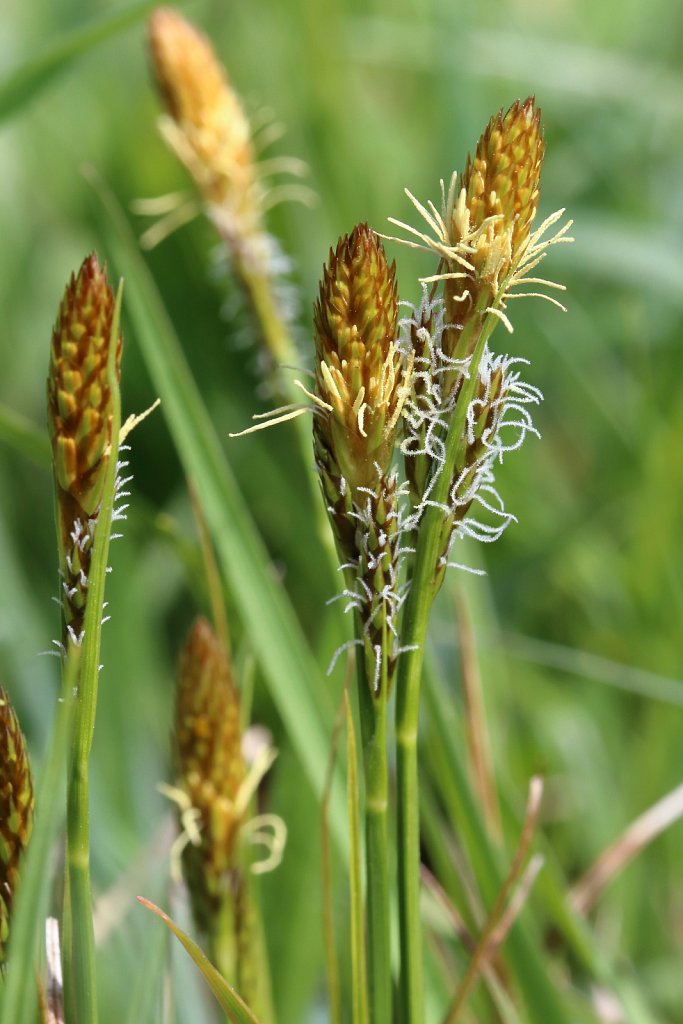 Carex caryophyllea (Spring Sedge)