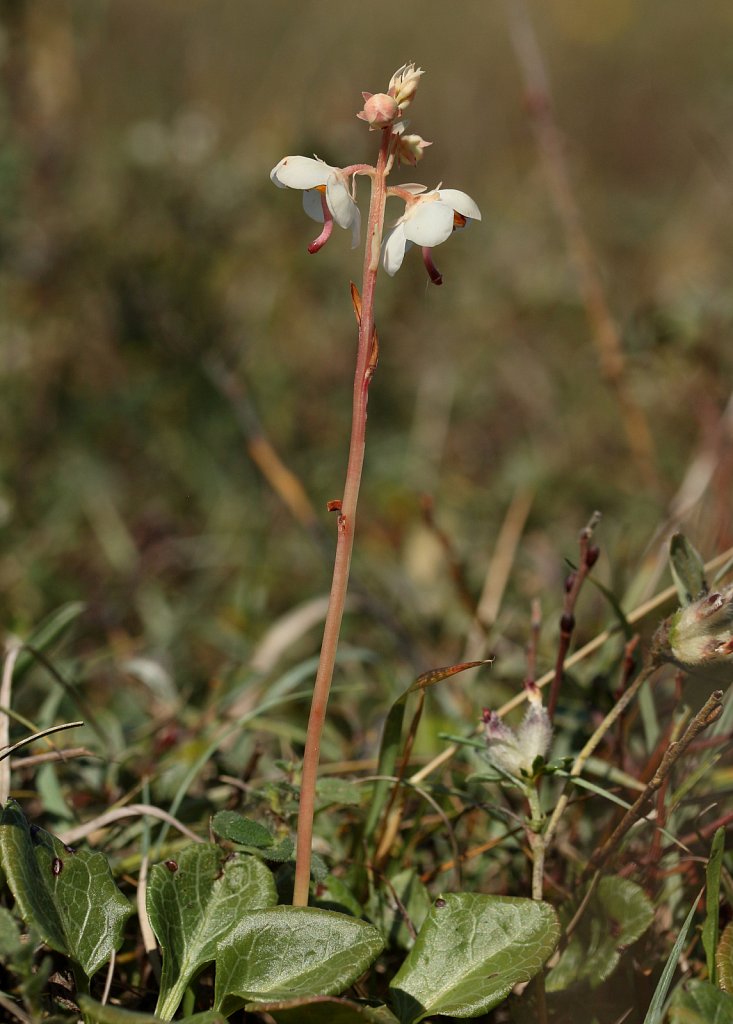 Pyrola rotundifolia (Round-leaved Wintergreen)