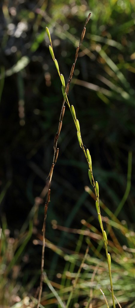 Triglochin palustris (Marsh Arrowgrass)