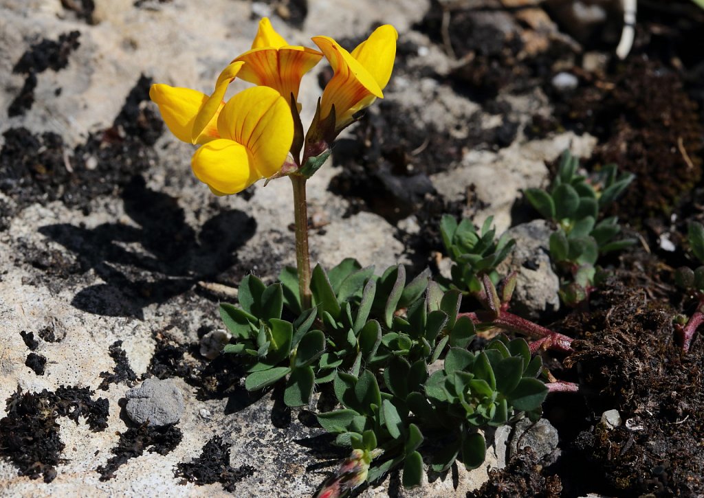 Lotus corniculatus (Common Bird's-foot-trefoil)