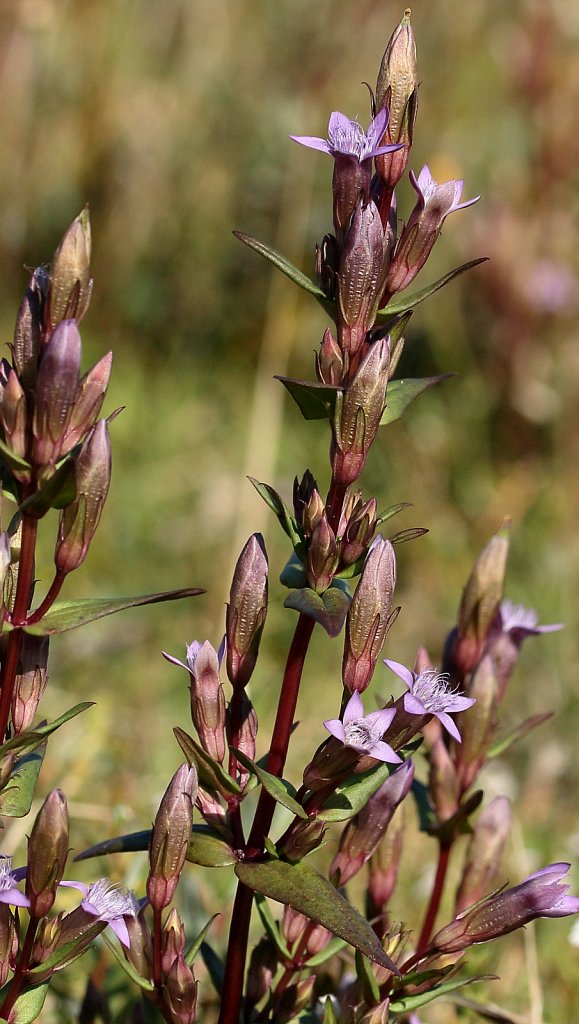 Gentianella amarella ssp amarella (Autumn Felwort)