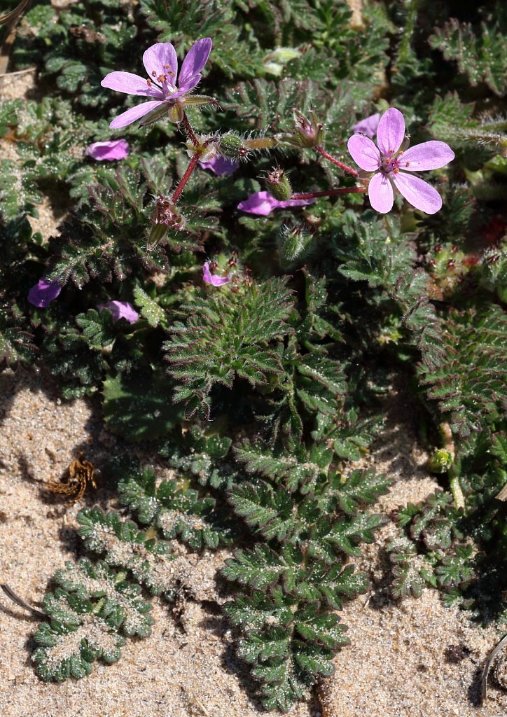 Erodium cicutarium (Common Stork's-bill)