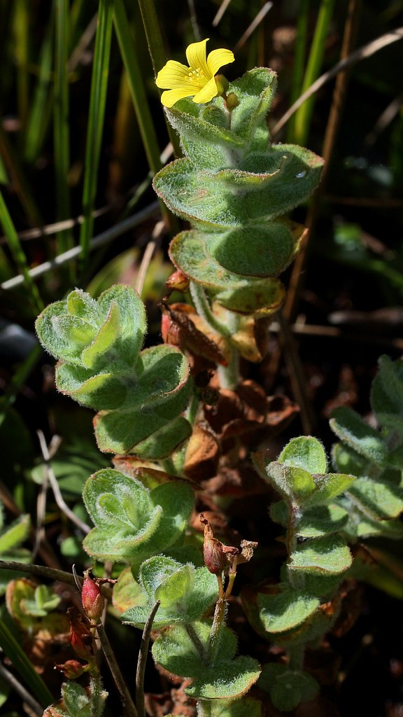 Hypericum elodes (Marsh St John's-wort)