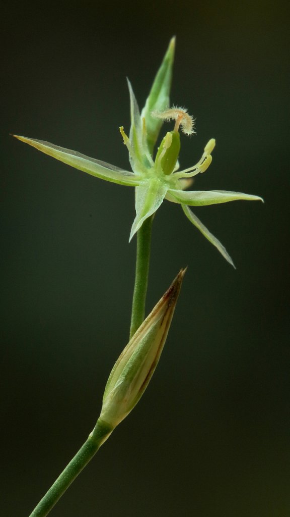 Juncus bufonius (Toad Rush)