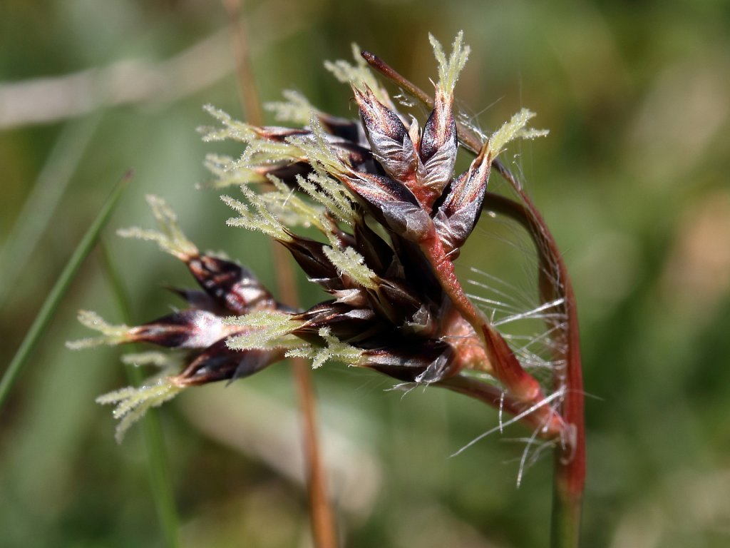 Luzula campestris (Field Wood-rush)