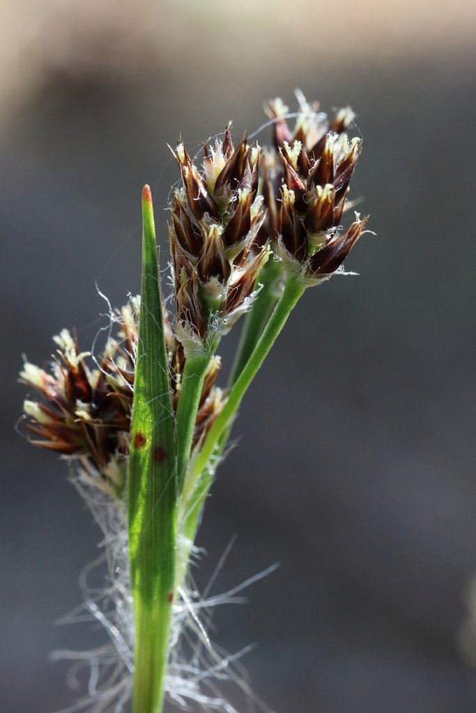 Luzula multiflora ssp. multiflora (Heath Wood-rush)