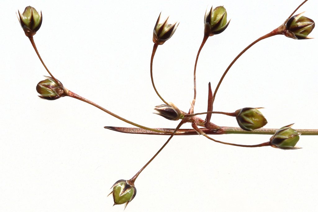 Luzula pilosa (Hairy Wood-rush)