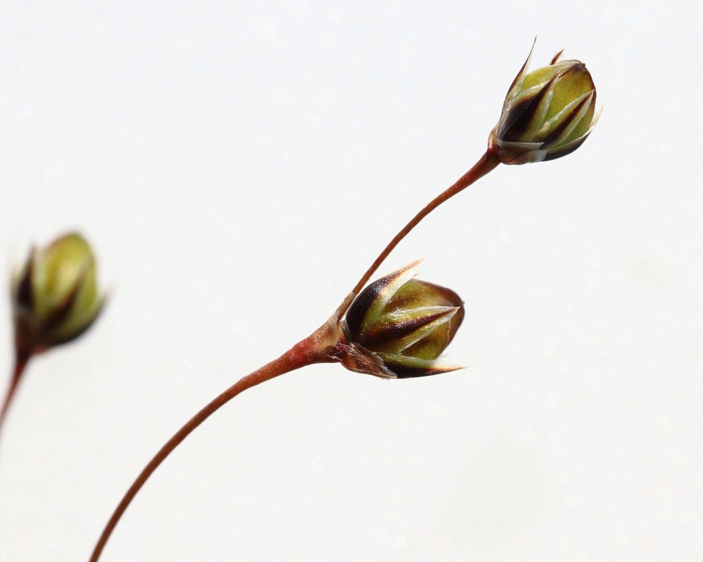 Luzula pilosa (Hairy Wood-rush)