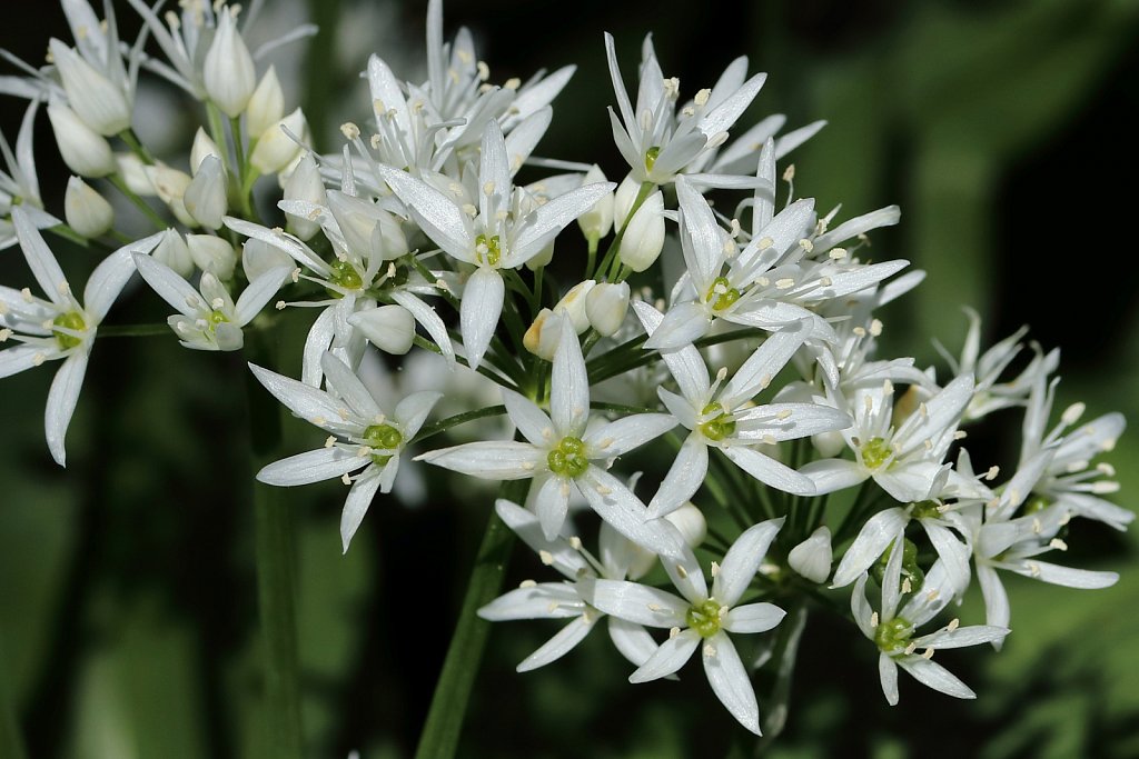 Allium ursinum (Ramsons)