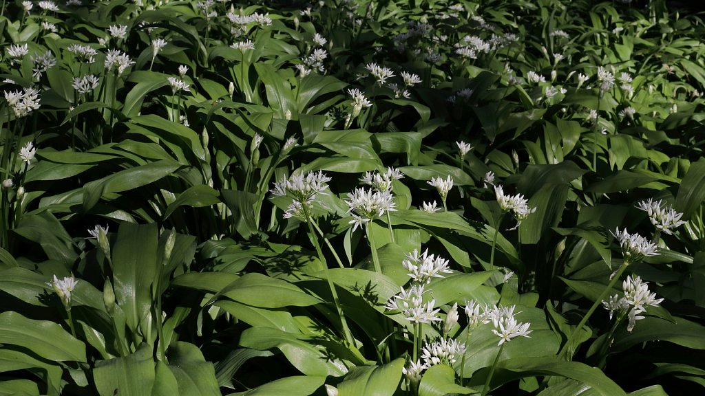 Allium ursinum (Ramsons)