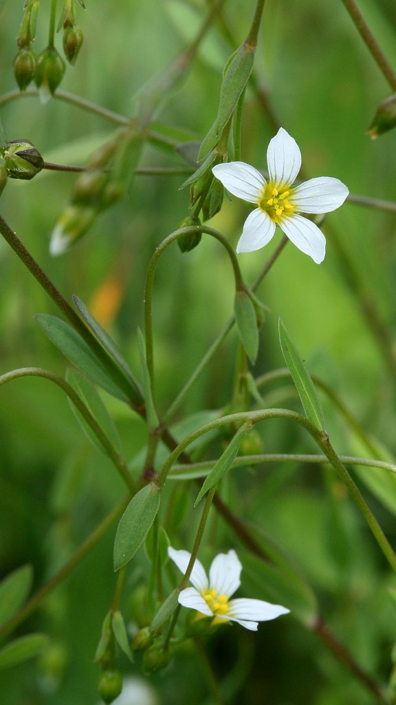 Linum catharticum (Fairy Flax)