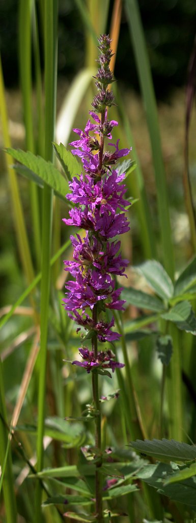 Lythrum salicaria (Purple Loosestrife)