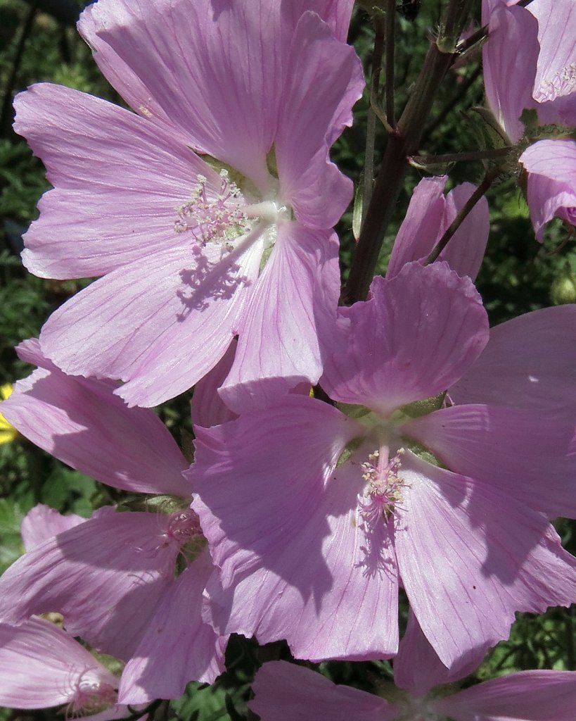 Malva moschata (Musk Mallow)