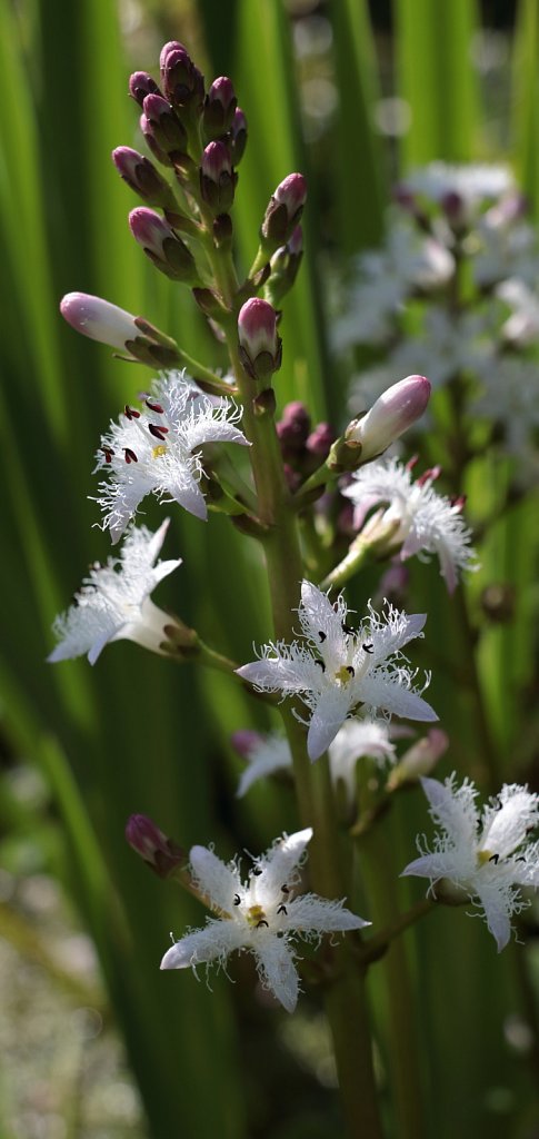 Menyanthes trifoliata (Bogbean)