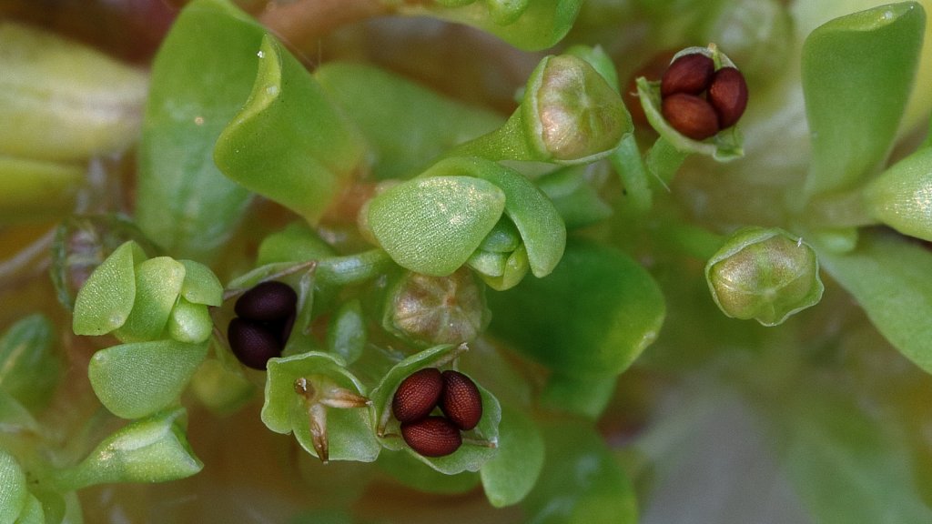 Montia fontana ssp fontana (Blinks)