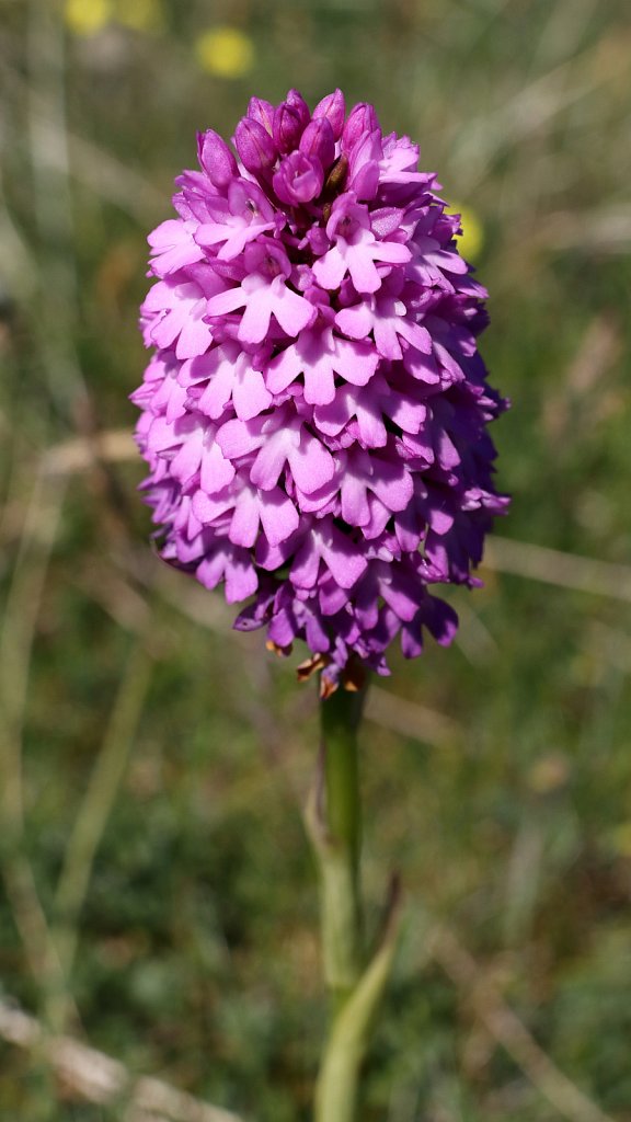 Anacamptis pyramidalis (Pyramidal Orchid)