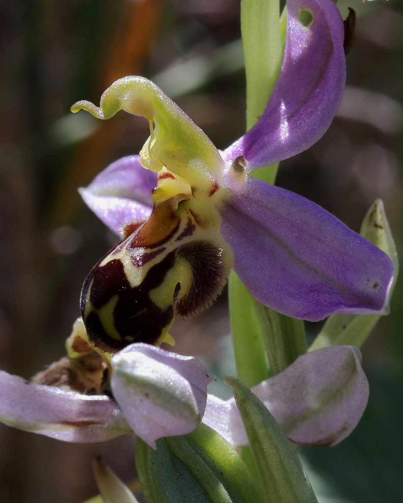 Ophrys apifera (Bee Orchid)