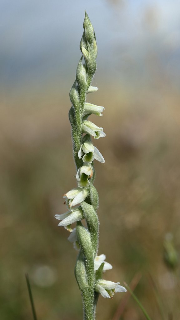 Spiranthes spiralis (Autumn Lady's-tresses)