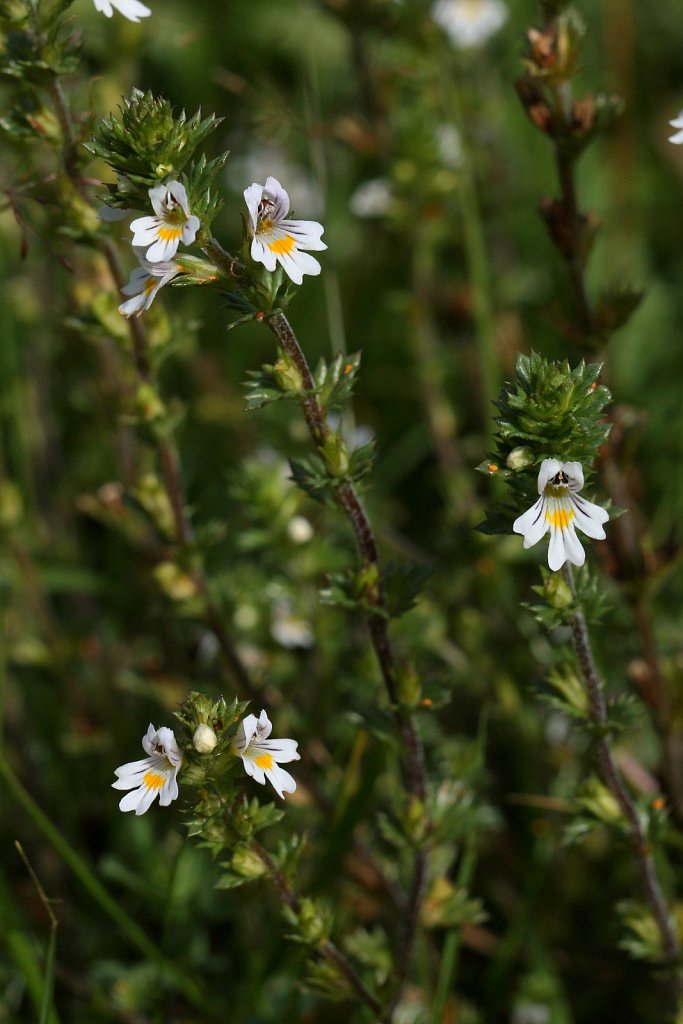 Euphrasia nemorosa (Common Eyebright)