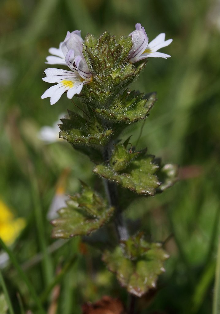 Euphrasia officinalis ssp anglica (English Eyebright)