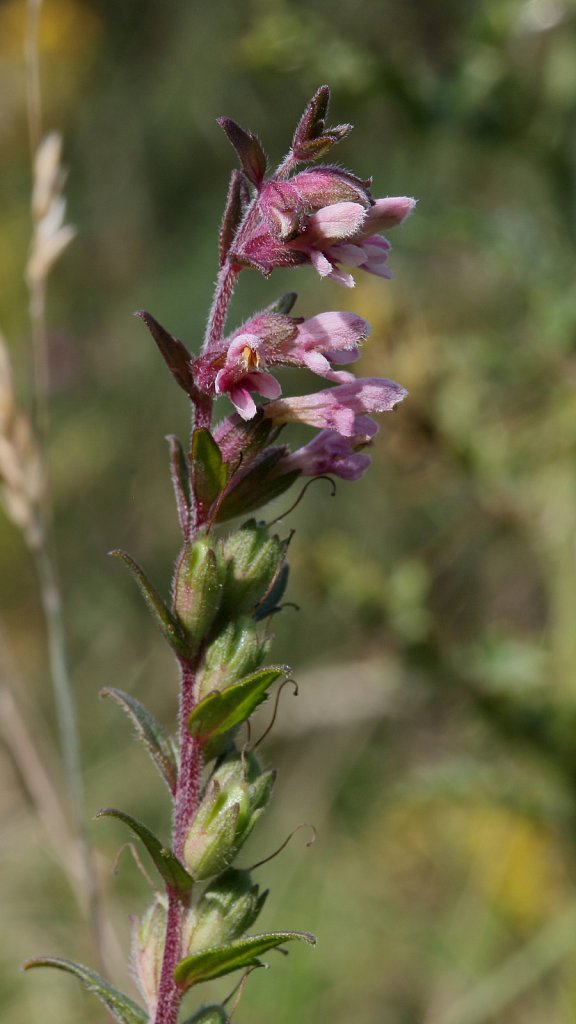 Odontites vernus (Red Bartsia)