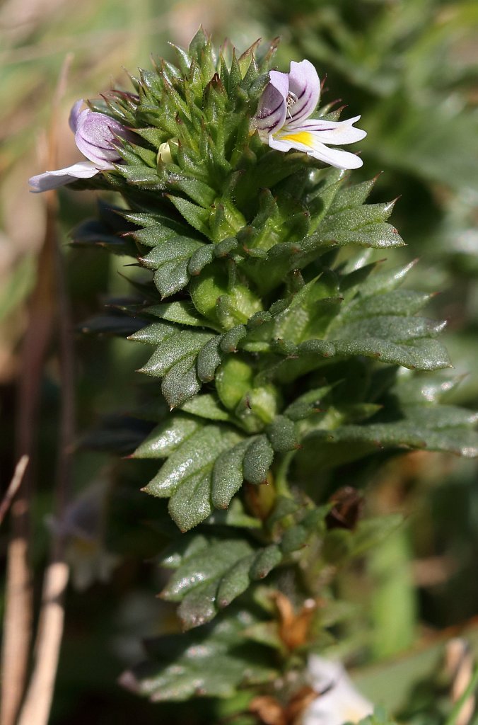 Euphrasia tetraquetra (Western Eyebright)