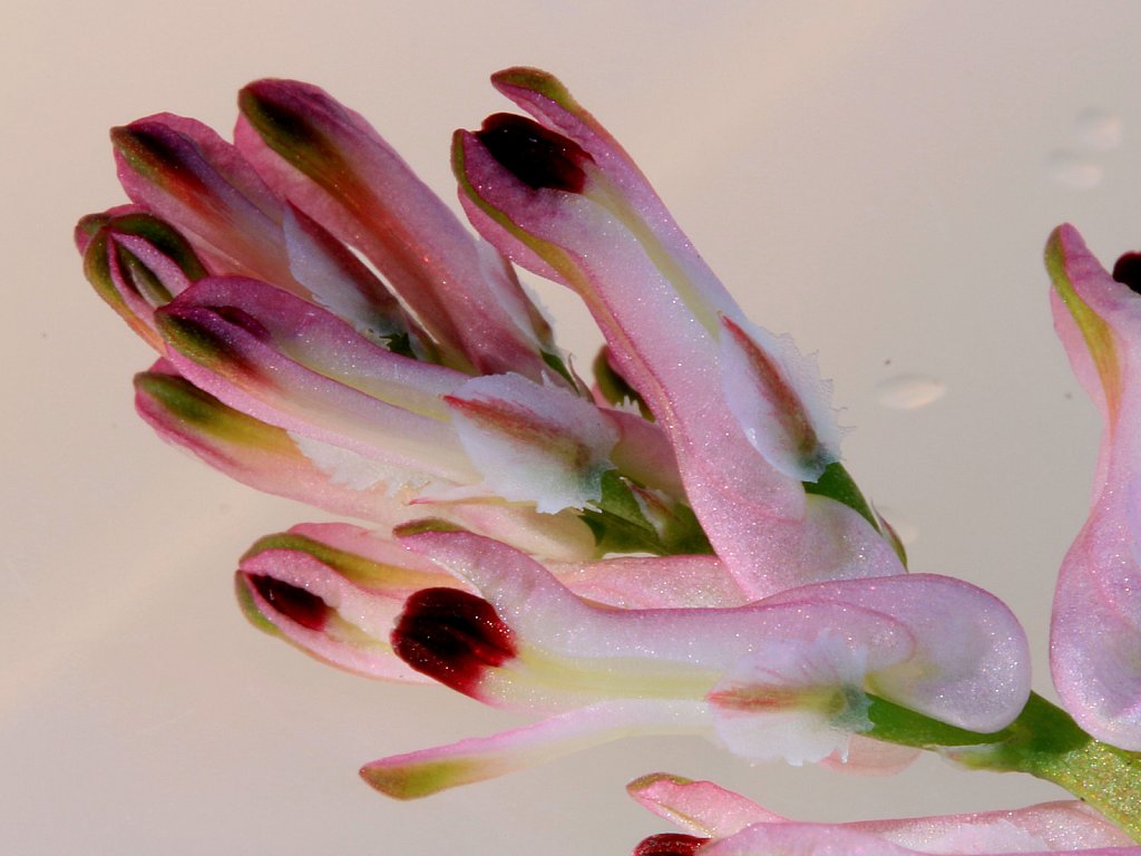 Fumaria bastardii (Tall Ramping-fumitory)